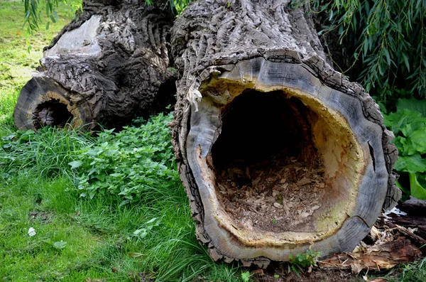 Treehollowor Tree Hole Ist Ein Halb Geschlossener Hohlraum Der Sich — Stockfoto
