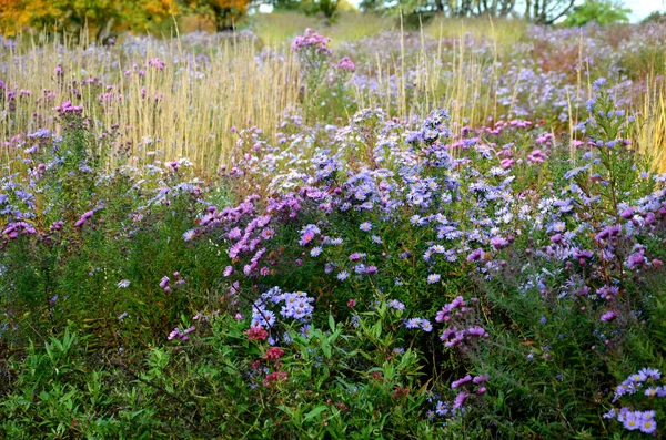 Blommande Aster Rabatten Bildar Monokultur Matta Blommor Bakom Högre Gräs — Stockfoto