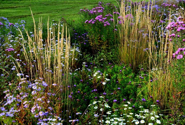 Blommande Aster Rabatten Bildar Monokultur Matta Blommor Bakom Högre Gräs — Stockfoto