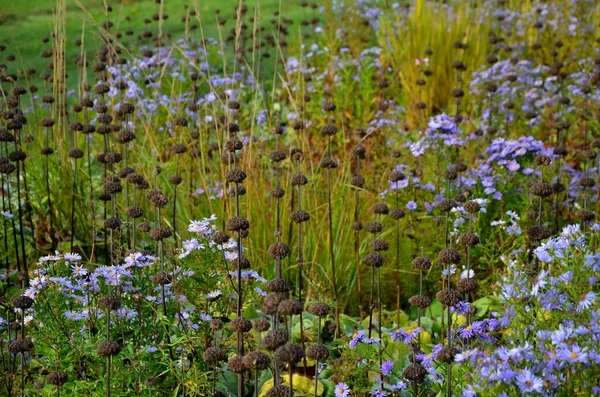 Flowering Asters Flower Bed Form Monoculture Carpet Flowers Taller Grass — Stock Photo, Image