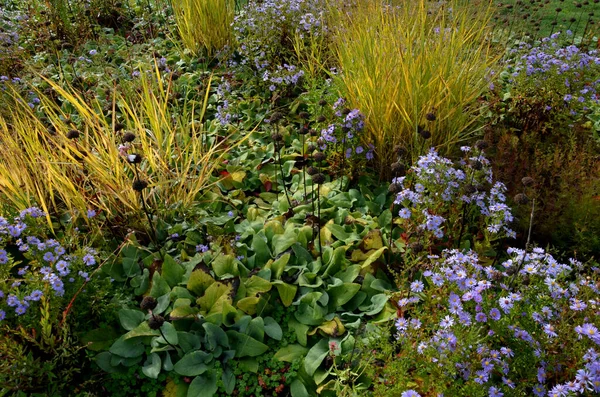 Kwitnące Astry Klombie Tworzą Monokulturę Dywan Kwiatów Wyższą Trawą Ogród — Zdjęcie stockowe