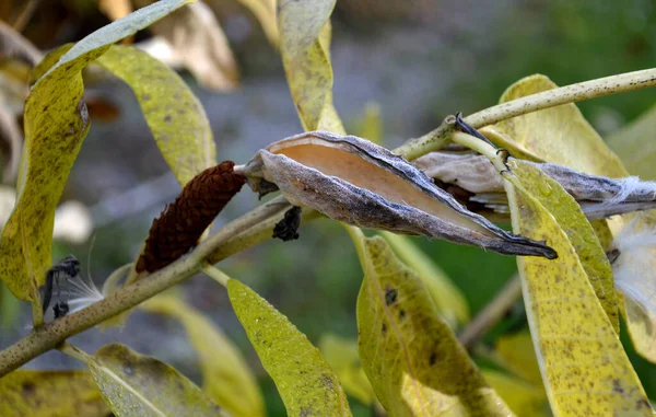 Common Milkweed Silkweed Silky Swallow Wort 버지니아 Virginia Silkweed 식물의 — 스톡 사진