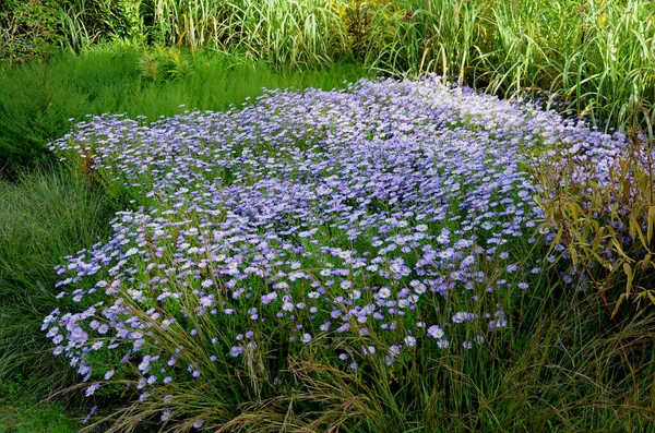 Flowering Asters Flower Bed Form Monoculture Carpet Flowers Taller Grass — Stock Photo, Image