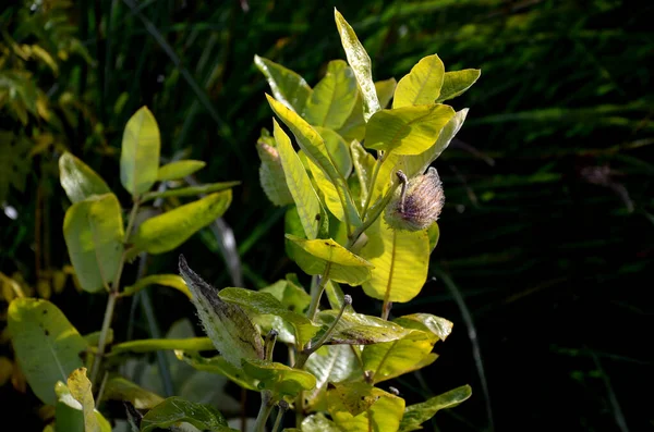 Comumente Chamada Erva Leite Comum Flor Borboleta Erva Seda Erva — Fotografia de Stock