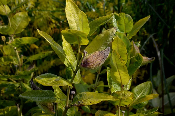 通常被称为普通的乳草 蝴蝶花 丝绒燕麦和弗吉尼亚丝草 是一种开花植物 男人手握种子表演 — 图库照片