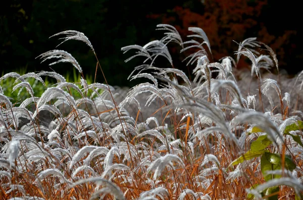 Květinové Záhony Okrasnými Travinami Jsou Atraktivní Podzimu Zimy Díky Suchým — Stock fotografie