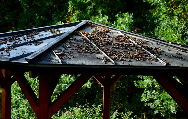 Makkok Leesnek Egy Fáról Egy Bádogtetőre Pergola Parkban Bádogtetővel Szükséges — Stock Fotó