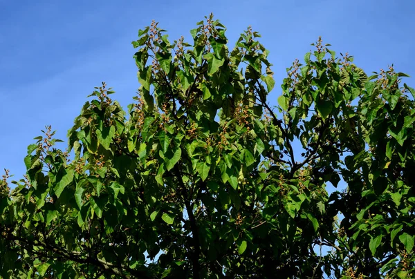 Crece Rápido Árbol Visible Por Sus Hojas Flores Sino También —  Fotos de Stock