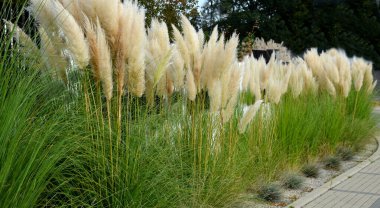 Aynı zamanda pampas otu ya da pampas dicotyledon olarak da bilinir, Güney Amerika 'dan 120 cm yüksekliğinde, bir çiçek tarlasının önündeki sokakta yetişen sağlam bir çim türüdür.