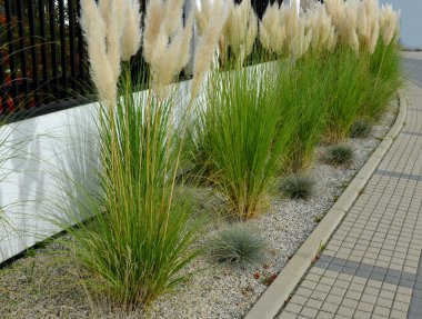 Aynı zamanda pampas otu ya da pampas dicotyledon olarak da bilinir, Güney Amerika 'dan 120 cm yüksekliğinde, bir çiçek tarlasının önündeki sokakta yetişen sağlam bir çim türüdür.