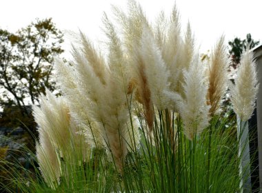 Aynı zamanda pampas otu ya da pampas dicotyledon olarak da bilinir, Güney Amerika 'dan 120 cm yüksekliğinde, bir çiçek tarlasının önündeki sokakta yetişen sağlam bir çim türüdür.