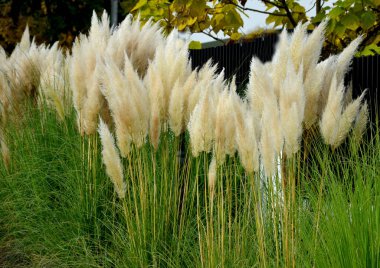 Aynı zamanda pampas otu ya da pampas dicotyledon olarak da bilinir, Güney Amerika 'dan 120 cm yüksekliğinde, bir çiçek tarlasının önündeki sokakta yetişen sağlam bir çim türüdür.