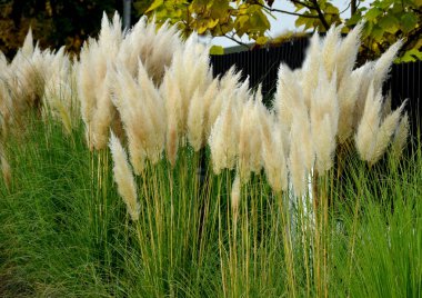 also known as pampas grass or pampas dicotyledon, is a sturdy perennial grass originally from South America that grows up to 120 cm high, in the street in front of house fences in a flower bed clipart