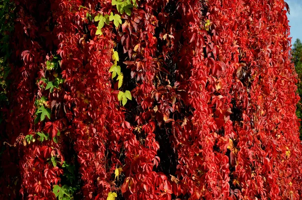 爬上覆盖在篱笆墙上的落叶藤蔓 在背景中 你可以看到一个角梁的篱笆 秋天的树叶泛黄鲜红 — 图库照片