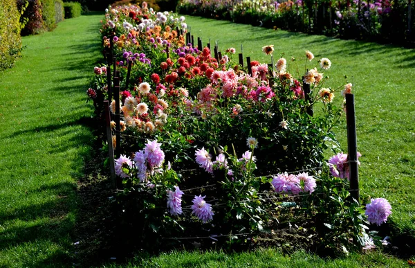 Osiem Floretów Długość Centymetrów Owsiane Kolorowe Różowe Głębokiej Purpurowej Dahlias — Zdjęcie stockowe