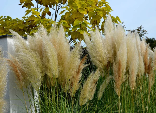 also known as pampas grass or pampas dicotyledon, is a sturdy perennial grass originally from South America that grows up to 120 cm high, in the street in front of house fences in a flower bed
