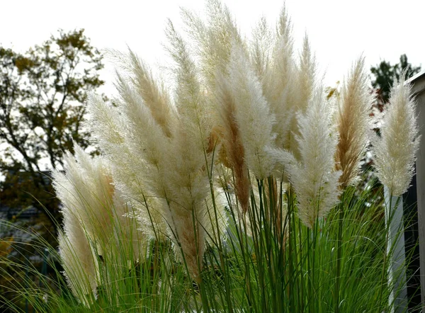 also known as pampas grass or pampas dicotyledon, is a sturdy perennial grass originally from South America that grows up to 120 cm high, in the street in front of house fences in a flower bed