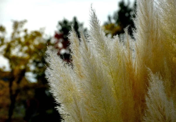 팜파스 Pampas Grass 팜파스 Pampas Dicotyledon 남아메리카에서 자생하는 다년생 꽃으로 — 스톡 사진