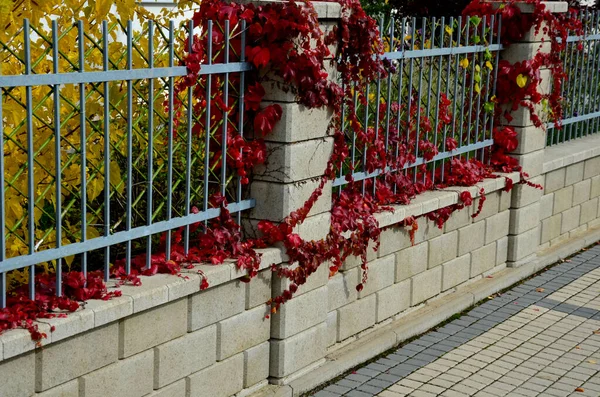 爬上覆盖在篱笆墙上的落叶藤蔓 在背景中 你可以看到一个角梁的篱笆 秋天的树叶泛黄鲜红 — 图库照片