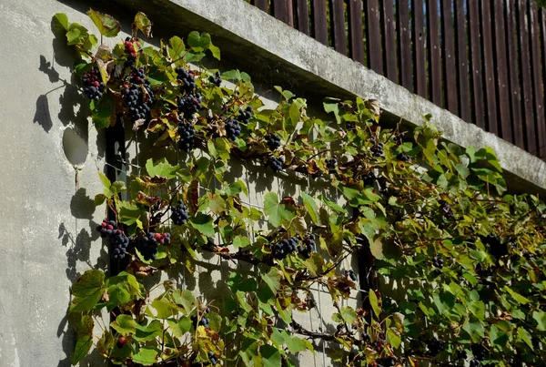 Cultivo Las Uvas Vino Variedad Moda Vid Está Unida Una —  Fotos de Stock