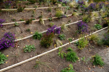 Çiçek tarhında çiçek açan asterler bir monokültür, bir çiçek halısı oluşturur. daha uzun çimlerin arkasında. Bahçe düzenleme güneşli karakter, bej çakıl ile saman, beyaz kireç taşı yolları, tahtalar