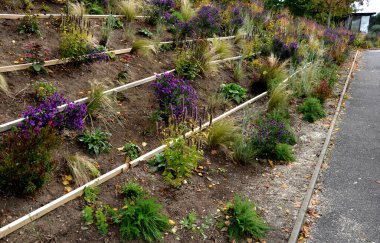 Çiçek tarhında çiçek açan asterler bir monokültür, bir çiçek halısı oluşturur. daha uzun çimlerin arkasında. Bahçe düzenleme güneşli karakter, bej çakıl ile saman, beyaz kireç taşı yolları, tahtalar