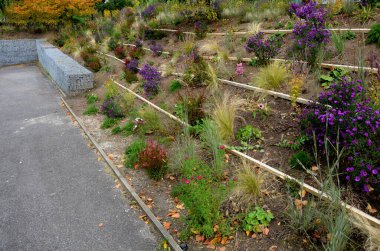 Çiçek tarhında çiçek açan asterler bir monokültür, bir çiçek halısı oluşturur. daha uzun çimlerin arkasında. Bahçe düzenleme güneşli karakter, bej çakıl ile saman, beyaz kireç taşı yolları, tahtalar