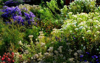 Sonbahar çiçekleri, uzun ömürlü otlar ve siyah taş kaldırımlı bir meydanda, granit kaldırımlar, sonbahar mor beyaz ve sarı astlar ve şehir parkında adaçayı ile süslenmiş otlar.