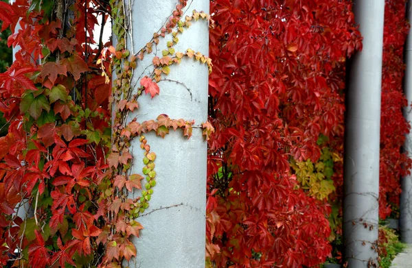 Climbing Deciduous Vines Covered Wall Fence Background You Can See — Stock Photo, Image