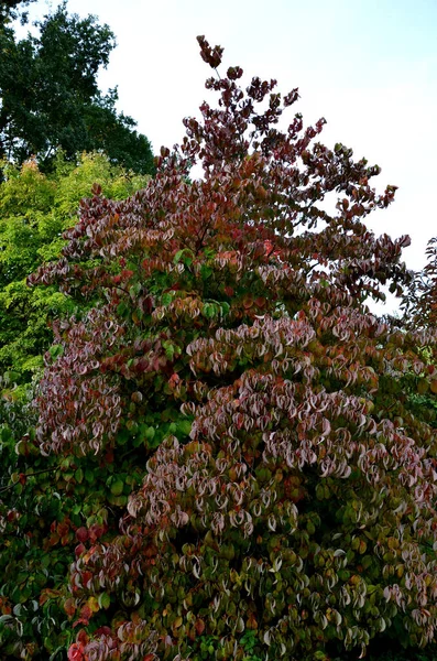 十月的时候 荔枝和山核桃的颜色是红色的 清晨树叶明亮而结霜 观赏植物灌木和树木 — 图库照片