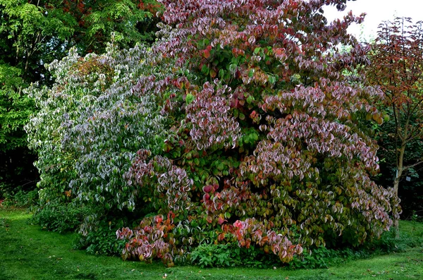 十月的时候 荔枝和山核桃的颜色是红色的 清晨树叶明亮而结霜 观赏植物灌木和树木 — 图库照片