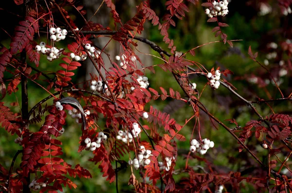 Tento Opadavý Keř Nebo Malý Strom Listnaté Pinnaté Zelené Listy — Stock fotografie