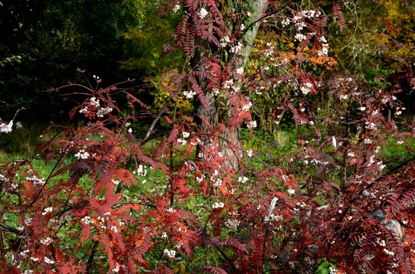 这种落叶灌木或小树有叶柄 绿色的叶子 长方形披针形 下部灰色绿色 锯齿粗糙 花是白色的 开花结果 — 图库照片