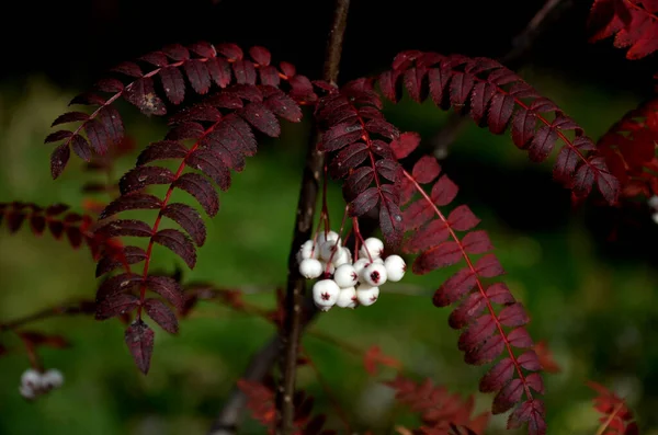 Deciduous Shrub Small Tree Has Petioled Pinnate Green Leaves Oblong — Stock Photo, Image