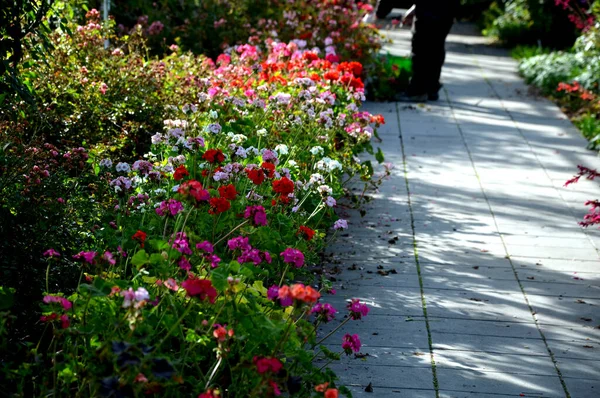 Flower Pyramid Urban Environment Pedestrian Zone Blooms Red White Annuals — Stock Photo, Image