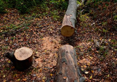 Enerji krizinin bir sonucu olarak insanlar yakacak odun arıyorlar. Ormanlardaki hırsızlıklar da istisna değildir. Sadece belli bir çapa kadar kuru odun toplamasına izin verilir. Kayın