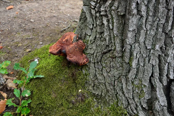 Parasite Oak Trees Reported Elm Maple Fir West Causes White — Stockfoto