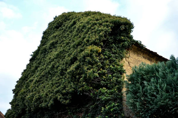 Casa Velha Coberto Com Hera Até Telhado Hera Fez Uma — Fotografia de Stock