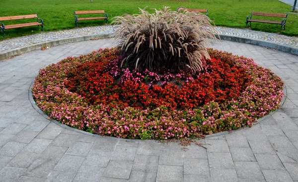 Cama Flores Ornamentales Frente Castillo Planta Baja Siembra Plantas Anuales — Foto de Stock