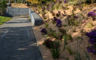 Çiçek tarhında çiçek açan asterler bir monokültür, bir çiçek halısı oluşturur. daha uzun çimlerin arkasında. Bahçe düzenleme çayırlık güneşli karakter, bej çakıl, beyaz kireç taşı yolları, adımlar, adım, kum tepesi, çöl