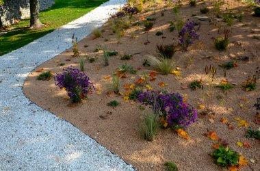 Çiçek tarhında çiçek açan asterler bir monokültür, bir çiçek halısı oluşturur. daha uzun çimlerin arkasında. Bahçe düzenleme çayırlık güneşli karakter, bej çakıl, beyaz kireç taşı yolları, adımlar, adım, kum tepesi, çöl