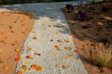 Çiçek tarhında çiçek açan asterler bir monokültür, bir çiçek halısı oluşturur. daha uzun çimlerin arkasında. Bahçe düzenleme çayırlık güneşli karakter, bej çakıl, beyaz kireç taşı yolları, adımlar, adım, kum tepesi, çöl