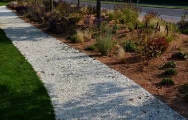 Çiçek tarhında çiçek açan asterler bir monokültür, bir çiçek halısı oluşturur. daha uzun çimlerin arkasında. Bahçe düzenleme çayırlık güneşli karakter, bej çakıl, beyaz kireç taşı yolları, adımlar, adım, kum tepesi, çöl