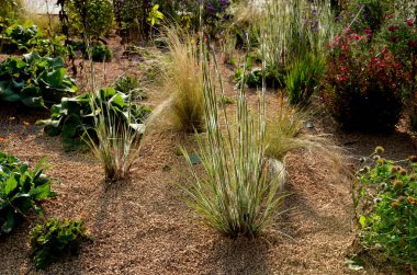 Çiçek tarhında çiçek açan asterler bir monokültür, bir çiçek halısı oluşturur. daha uzun çimlerin arkasında. Bahçe düzenleme çayırlık güneşli karakter, bej çakıl, beyaz kireç taşı yolları, adımlar, adım, kum tepesi, çöl