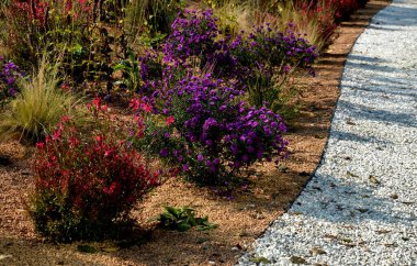 Çiçek tarhında çiçek açan asterler bir monokültür, bir çiçek halısı oluşturur. daha uzun çimlerin arkasında. Bahçe düzenleme çayırlık güneşli karakter, bej çakıl, beyaz kireç taşı yolları, adımlar, adım, kum tepesi, çöl