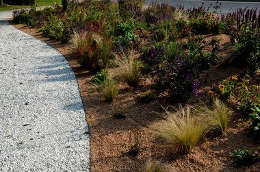 Çiçek tarhında çiçek açan asterler bir monokültür, bir çiçek halısı oluşturur. daha uzun çimlerin arkasında. Bahçe düzenleme çayırlık güneşli karakter, bej çakıl, beyaz kireç taşı yolları, adımlar, adım, kum tepesi, çöl