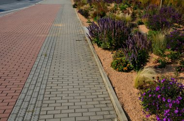 Çiçek tarhında çiçek açan asterler bir monokültür, bir çiçek halısı oluşturur. daha uzun çimlerin arkasında. Bahçe düzenleme çayırlık güneşli karakter, bej çakıl, beyaz kireç taşı yolları, adımlar, adım, kum tepesi, çöl