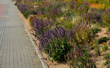 Çiçek tarhında çiçek açan asterler bir monokültür, bir çiçek halısı oluşturur. daha uzun çimlerin arkasında. Bahçe düzenleme çayırlık güneşli karakter, bej çakıl, beyaz kireç taşı yolları, adımlar, adım, kum tepesi, çöl