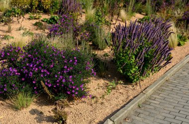 Çiçek tarhında çiçek açan asterler bir monokültür, bir çiçek halısı oluşturur. daha uzun çimlerin arkasında. Bahçe düzenleme çayırlık güneşli karakter, bej çakıl, beyaz kireç taşı yolları, adımlar, adım, kum tepesi, çöl