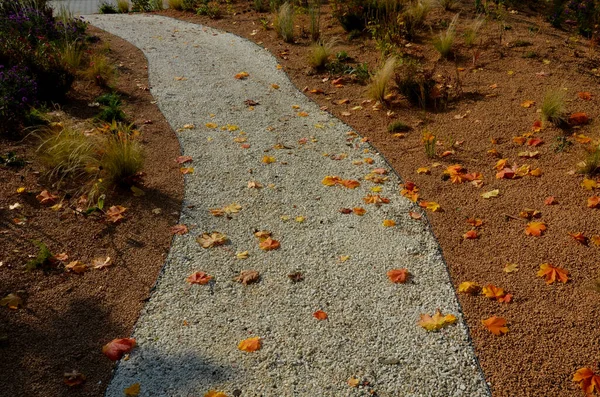 Квітучі Айстри Клумбі Утворюють Монокультуру Килим Квітів Позаду Вищої Трави — стокове фото